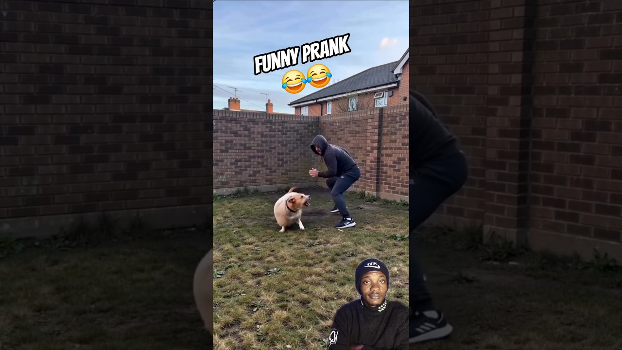 Dog prank strange man #funny #trendingshorts #youtubeshorts #viralvideo