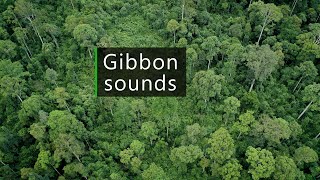 Gibbons and birds - Wildlife sounds from the Borneo rainforest