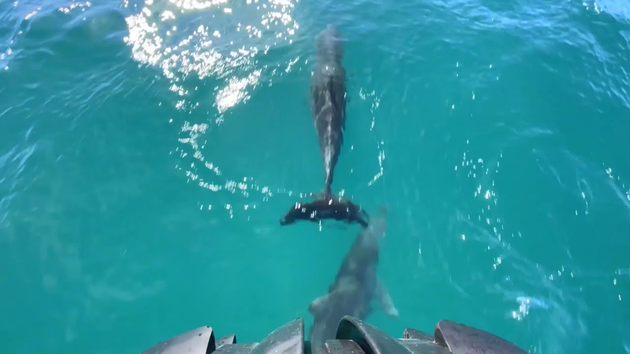 Epic Surf Ocean Adventures Whale and Dolphin Watch Forster