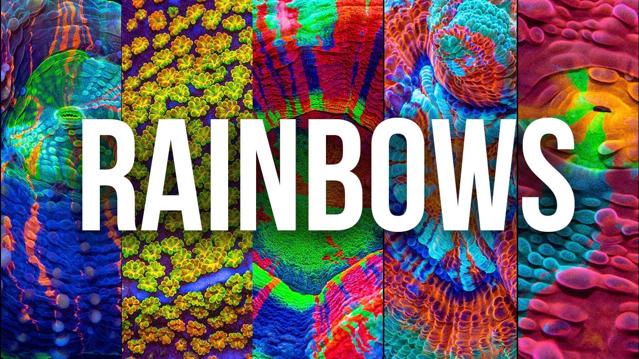 Top Rainbow Corals in the Reef Aquarium Hobby