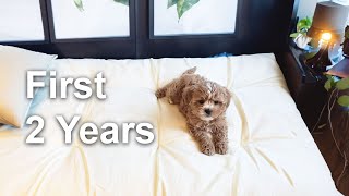 My Cavapoo Puppy - First 2 Years Expenses | Development | Medical I Training by Olive Joa 37,578 views 5 months ago 6 minutes, 58 seconds