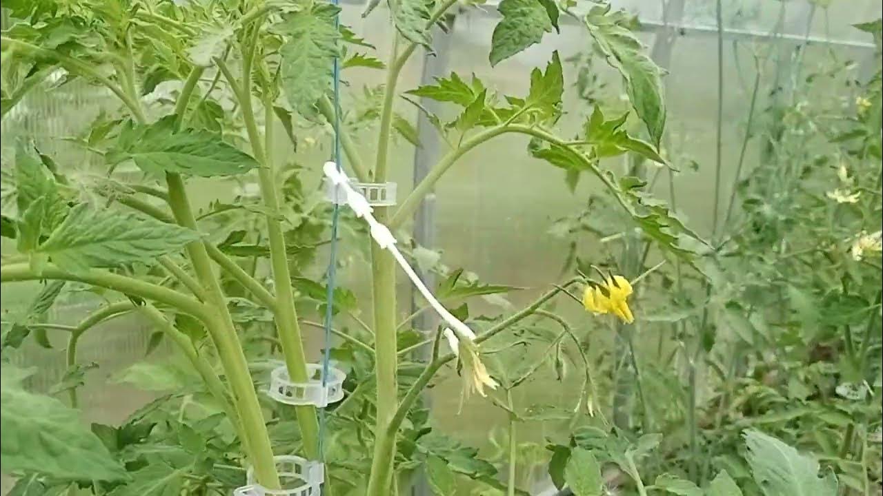 Почему помидоры кислые в теплице что делать. Парник для помидоров. Бархатцы в теплице с помидорами. Почему помидоры кислые в теплице что делать. Кистедержатель для томата.