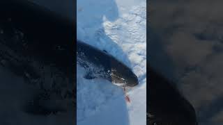 Большой ТАЙМЕНЬ ранней весной.