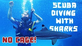 Scuba Diving With Sharks! (NO CAGE)
