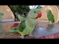 Alexandrine chick natural sounds  baby parrot natural voice