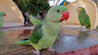 Alexandrine Chick Natural Sounds | Baby Parrot Natural Voice