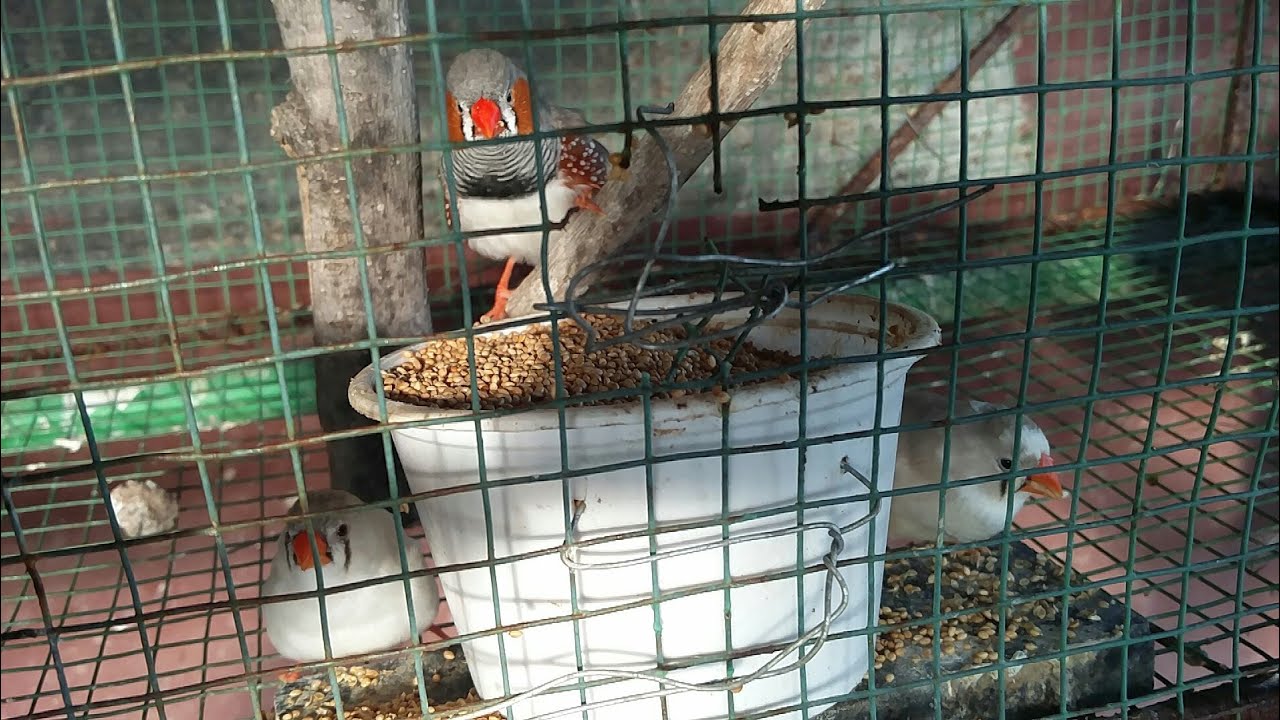 pets at home Finches Bird Eating Millets