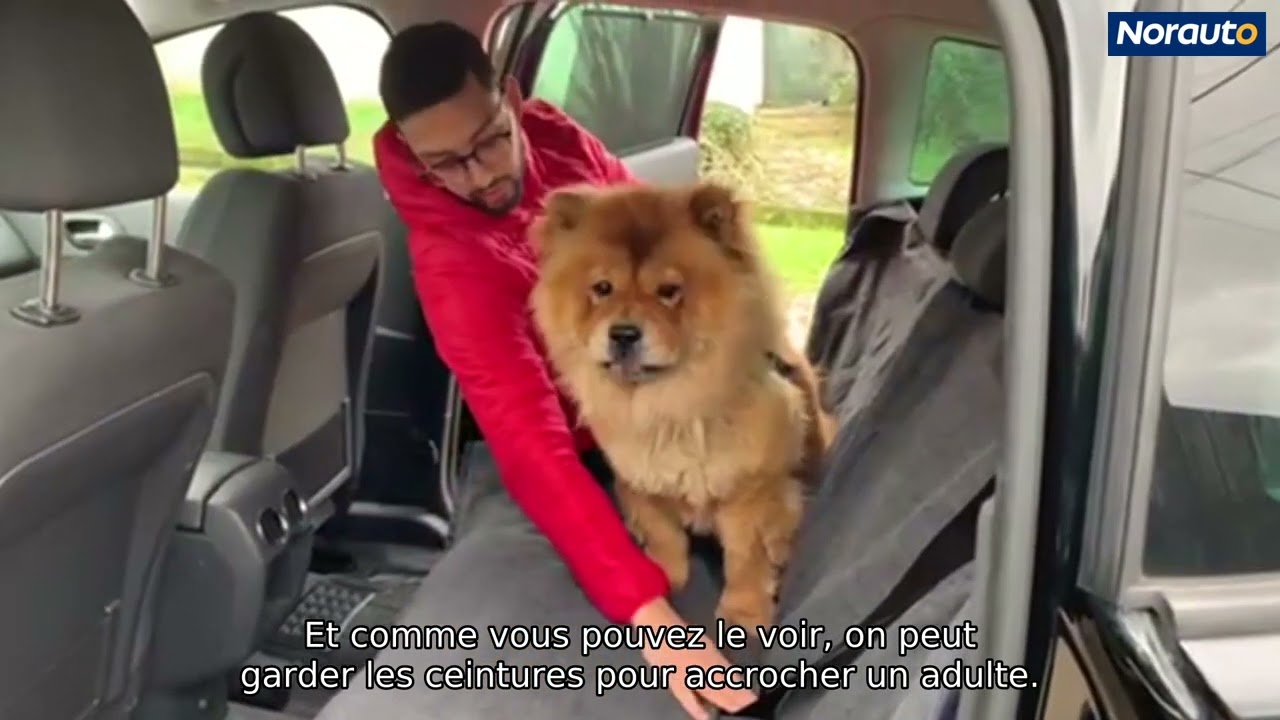 Housse de protection auto pour chien siège avant NORAUTO - Norauto