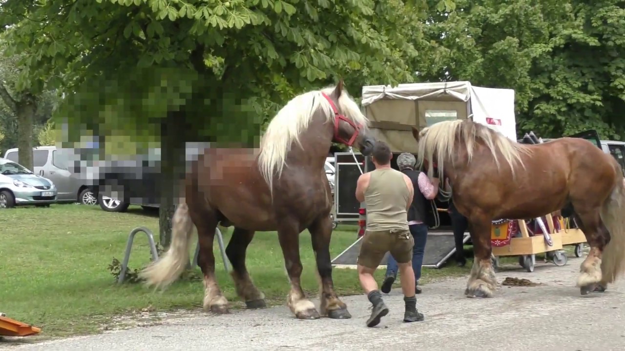 DAS DSCHUNGELCAMP, wo Tiere quälen witzig ist..