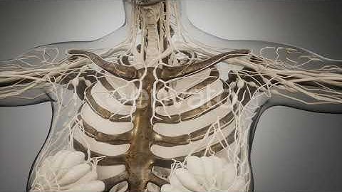 Transparent Human Body with Visible Bones | Motion Graphics - Envato elements