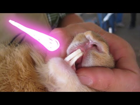 Как подстричь зубы кролику в домашних условиях
