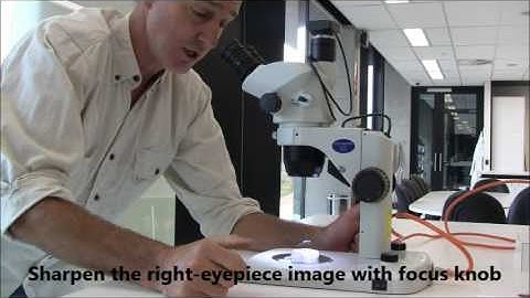 Anatomy of a dissecting microscope