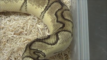 2017 1 Proven Male Pastel Enchi Clown Ball Python