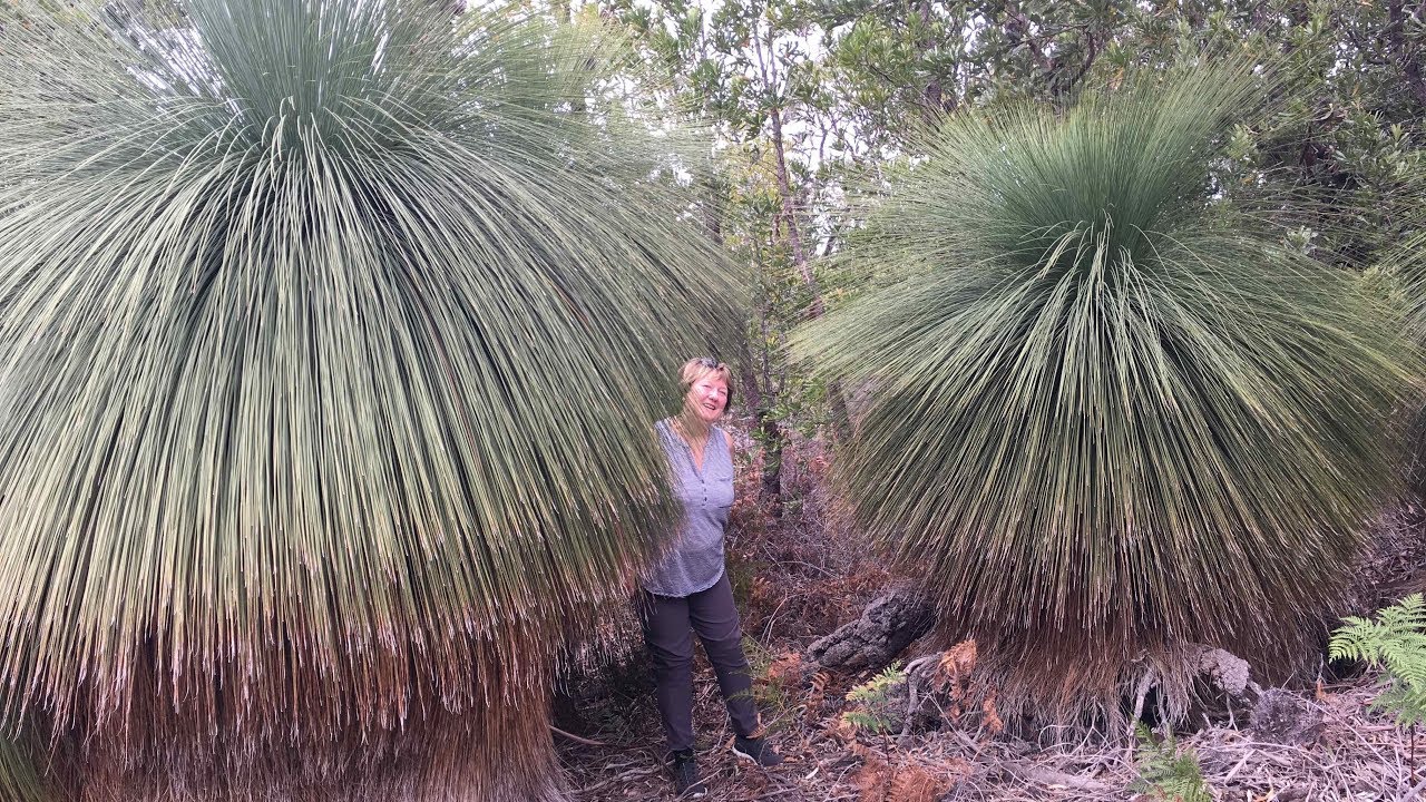 Grass Trees are Amazing | East Gippsland Food Wine & Beer Festival