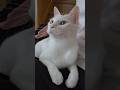 今のシロ。 #保護猫 #猫のいる暮らし #猫