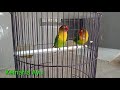 Lovebird ngetik langsung ngekek