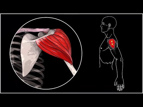 БОЛИТ ПЛЕЧО 🔴 Дельтовидная мышца: анатомия, функции, триггерные точки, упражнения ⭐ SLAVYOGA