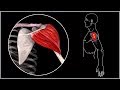 БОЛИТ ПЛЕЧО 🔴 Дельтовидная мышца: анатомия, функции, триггерные точки, упражнения ⭐ SLAVYOGA