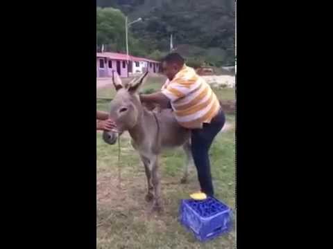 fat man above donkey funny youtube