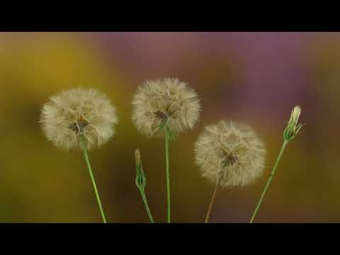 Bursting Seeds Time Lapse