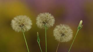 Bursting Seeds Time Lapse by Warren Photographic 22,939 views 3 years ago 16 seconds