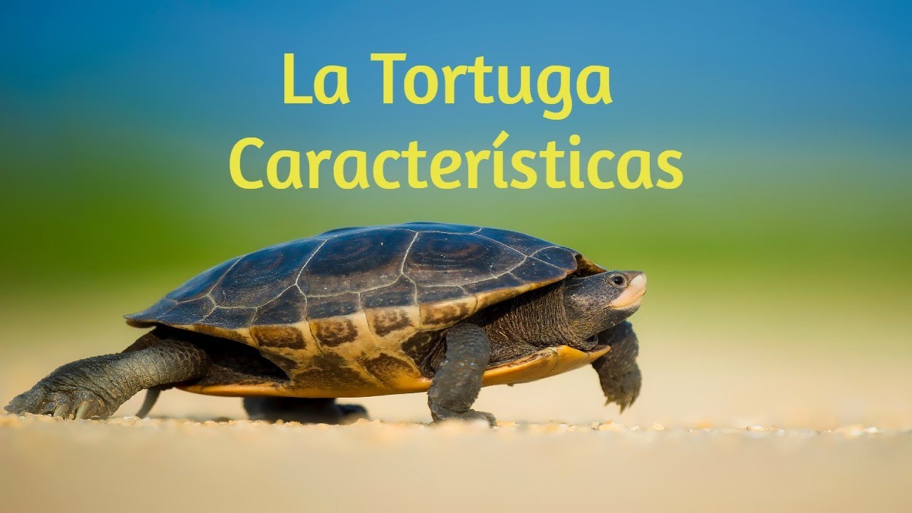 Moda Toro letra Las Tortugas - YouTube