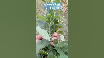 Winston Rips fall nip!!! #catvideos #cat #funnyanimals #catnip #fallgarden #fall #winstonthecat