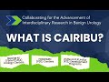 What is cairibu