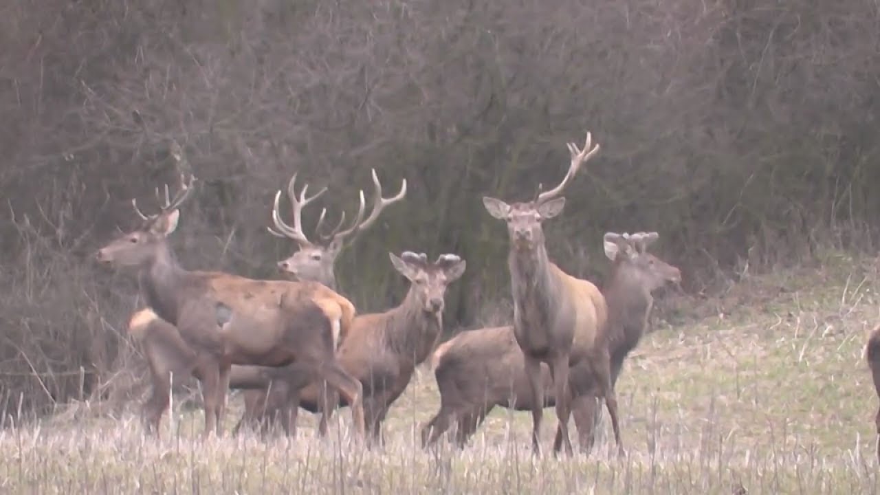 A hullott agancsnak az erdőben a helye