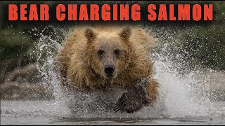 Grizzly/Brown Bear Charging Fishing for Salmon in Alaska by Harry Collins Photography 582 views 3 months ago 1 minute, 17 seconds