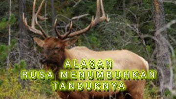 ALASAN TANDUK RUSA TUMBUH (@bayusamudrajember9885)
