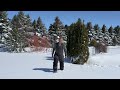 Arborvitaes And Snow | Which Varieties Do Best?