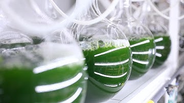 Discovering microalgae: an efficient approach to carbon sequestration