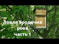 Ловля бродячих роёв. 2021г.