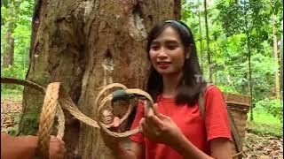 GETAH DAMAR MATA KUCING | JEJAK PETUALANG (23/11/21)