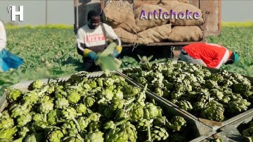 Amazing Artichoke Cultivation - Harvesting & Processing Artichokes - Modern Agriculture Technologies