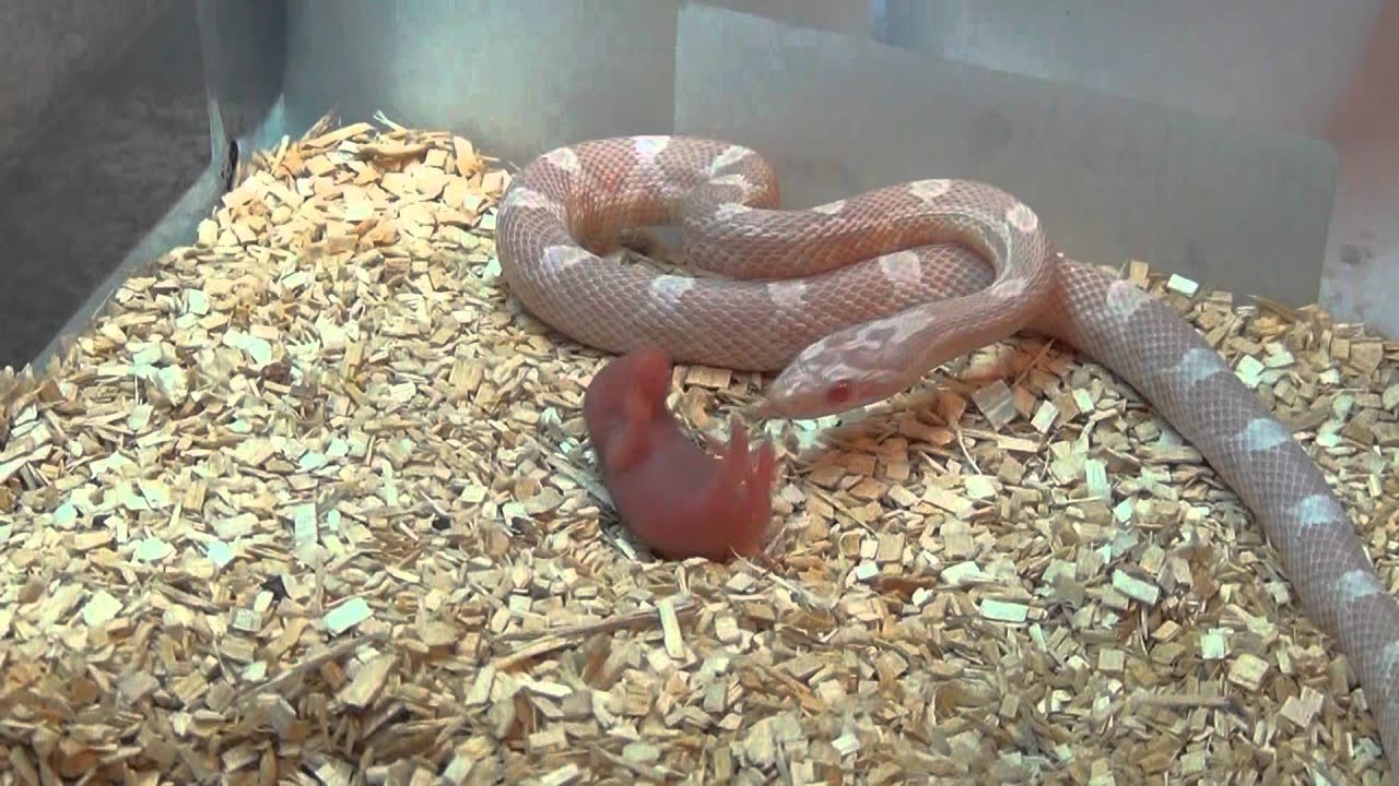 2011 Anery and 2 Snow corn snakes eating - YouTube