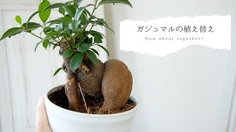 ガジュマル Youtube
