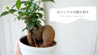 【初心者でも簡単】ガジュマルの植え替え♩How about together?