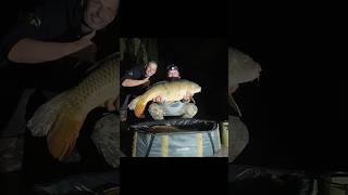 Carp vs. Sturgeon #carpfishing #carp #fishing #rybacka #rybarcenie #rybarina