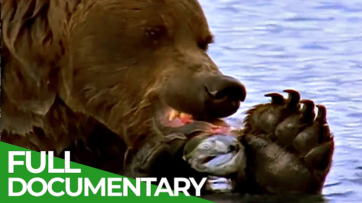 Majestic Bears of Alaska & British Columbia | Free Documentary Nature - DayDayNews