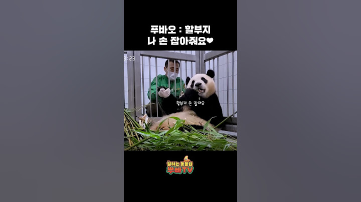 할부지 손을 꼭 잡는 푸바오❤
