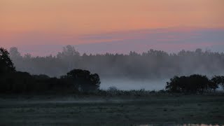 Туман на рассвете / Dawn chorus  in the fog