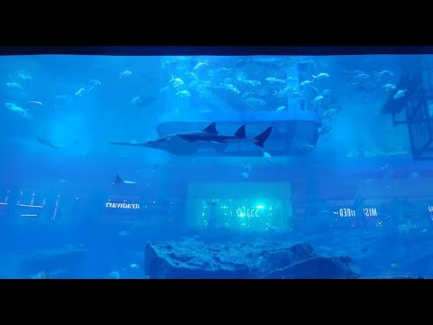 Dubai – Beautiful Aquarium and Underwater Zoo