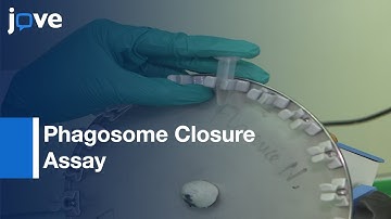 TIRFM used in Phagosome Closure Assay to see Phagosome formation | Protocol Preview
