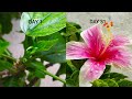 Hibiscus flower - from BUD to BLOOM | ದಾಸವಾಳ ಹೂವಿನ ಸಂಪೂರ್ಣ ಚಿತ್ರಣ