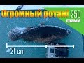 Супер клев! Огромный ротан сломал камеру!