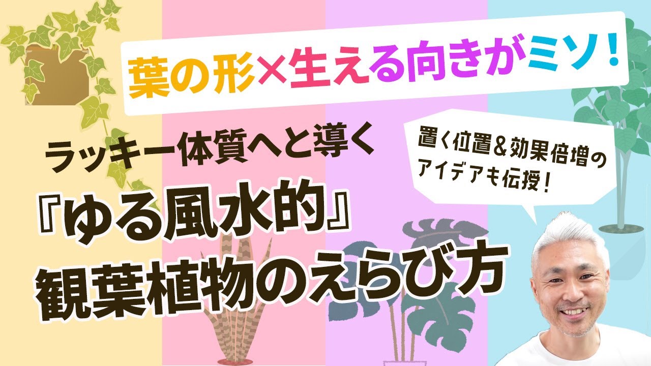 葉の形 生える向きがミソ ラッキー体質になれる ゆる風水的 観葉植物の飾り方 Youtube