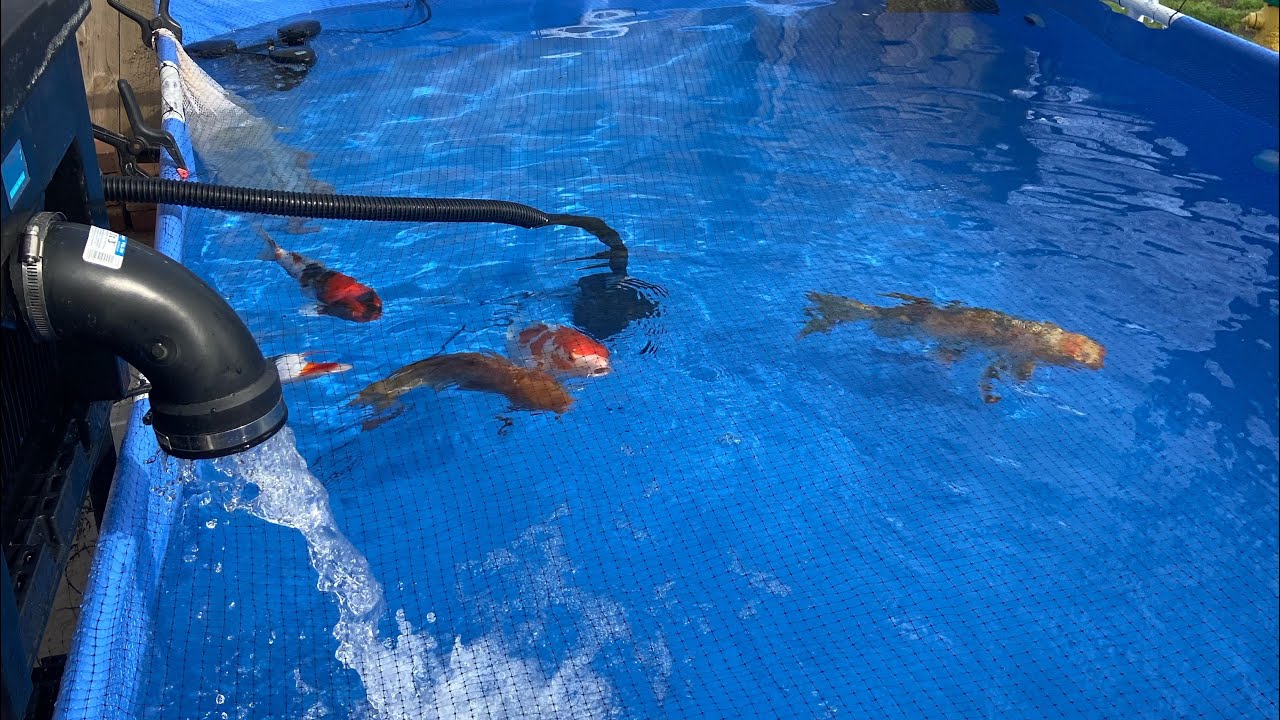 My new oase koi pond filter review an thoughts on parasite