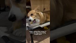 what I sound like to our dog... #corgi #funny #dogs